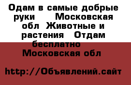 Одам в самые добрые руки!!! - Московская обл. Животные и растения » Отдам бесплатно   . Московская обл.